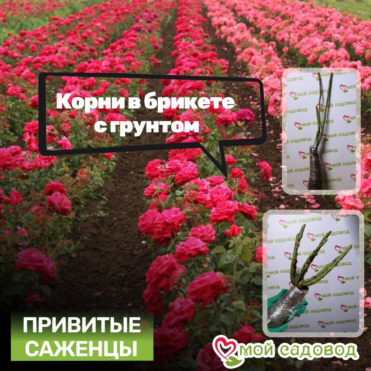 Роза Фольклор