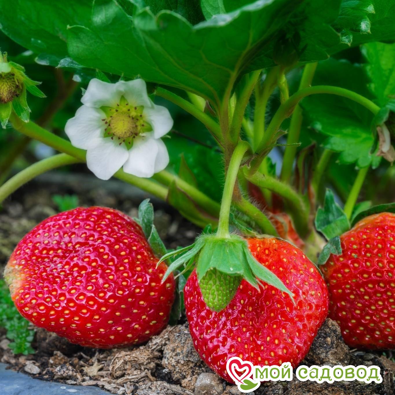 Клубника Индука